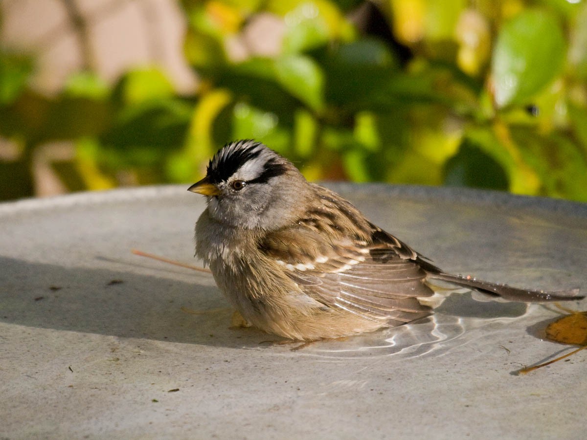 White-crowned Sparrow (pugetensis) - ML36471931