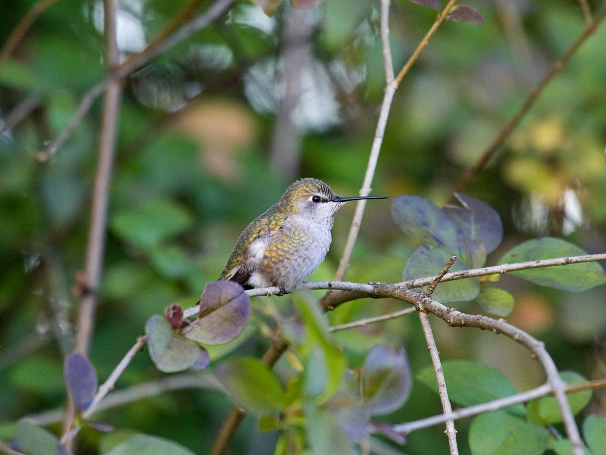 Anna's Hummingbird - ML36471981