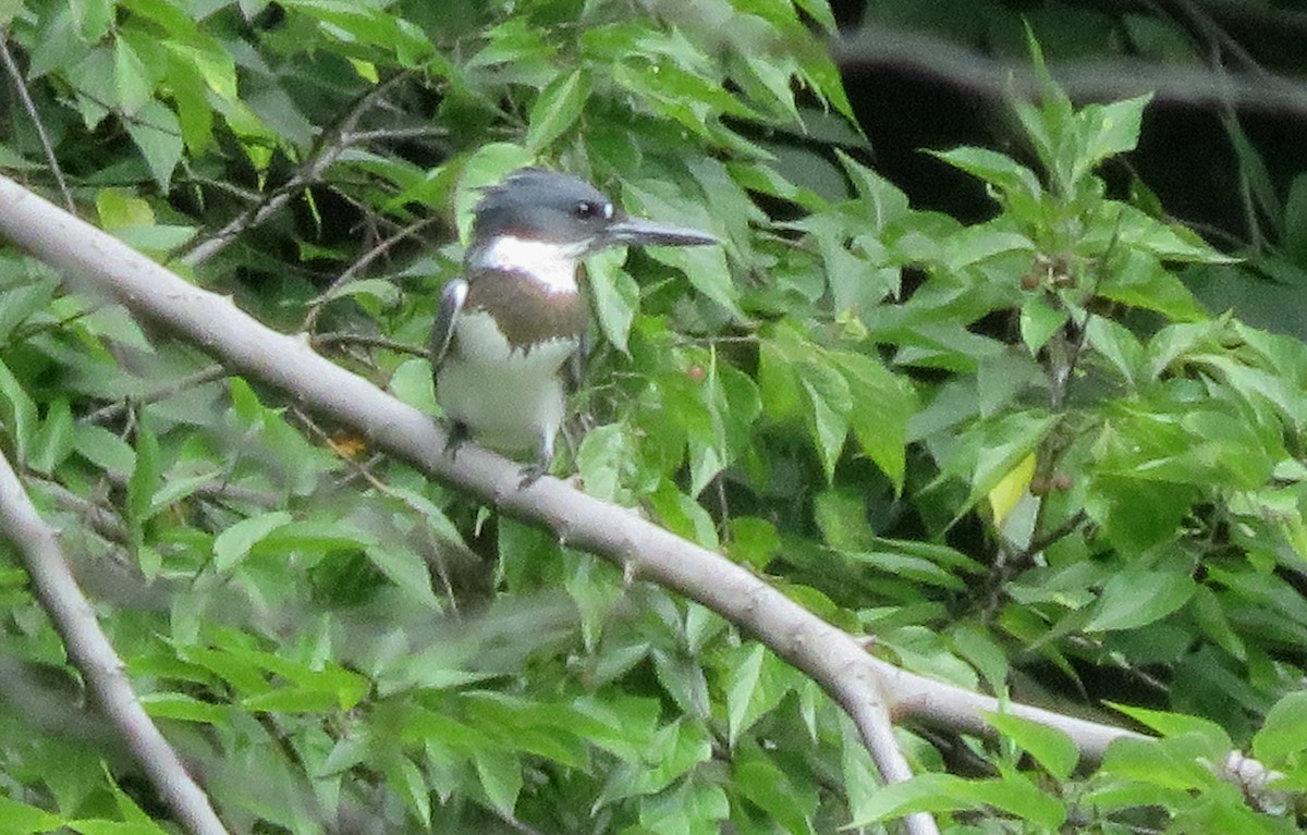 Belted Kingfisher - ML364720741