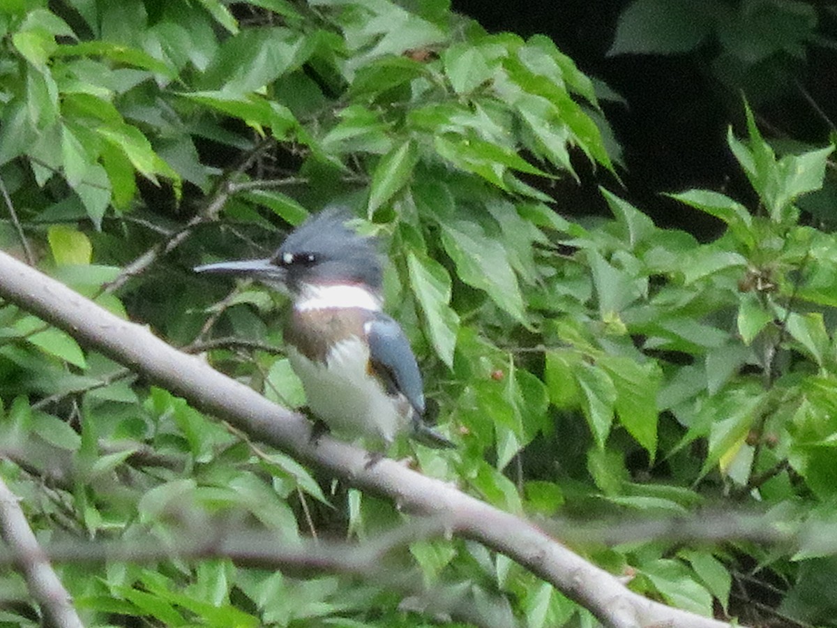 Belted Kingfisher - ML364720751