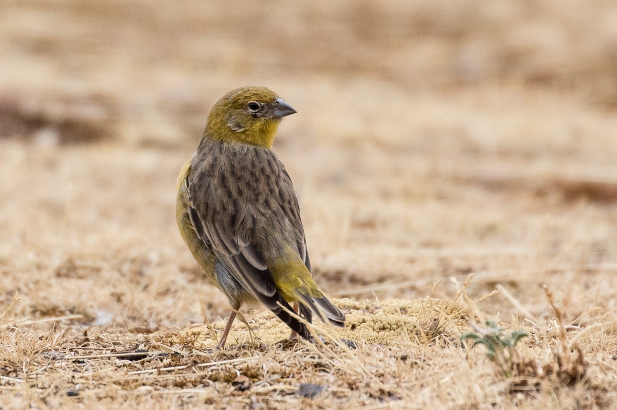 Bright-rumped Yellow-Finch - Robert Lewis