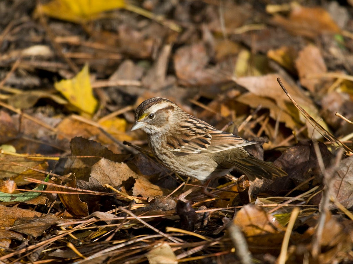 White-throated Sparrow - ML36472891