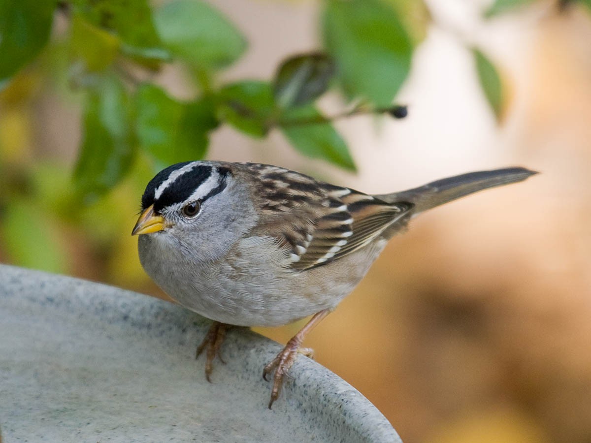 White-crowned Sparrow (pugetensis) - ML36472911