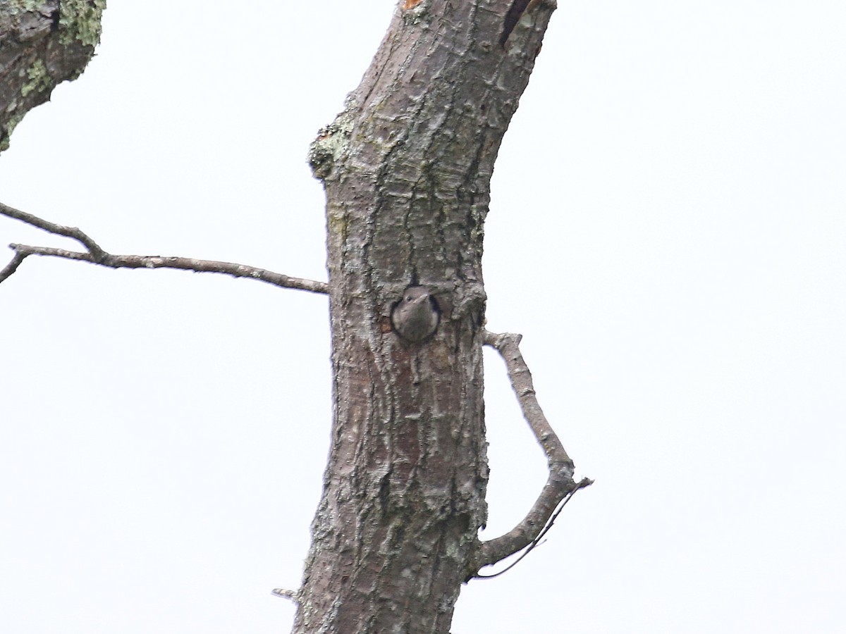 Red-headed Woodpecker - ML364730261