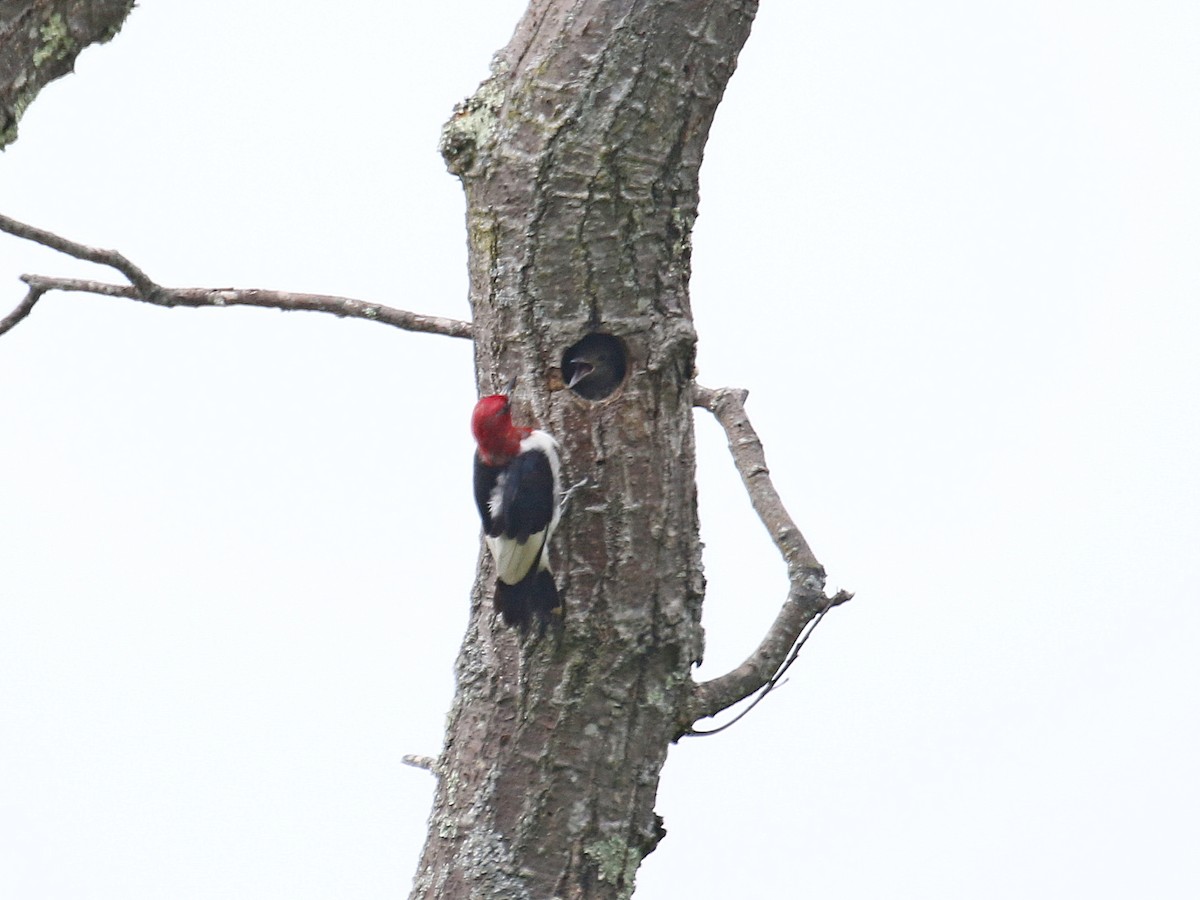 Red-headed Woodpecker - ML364730271