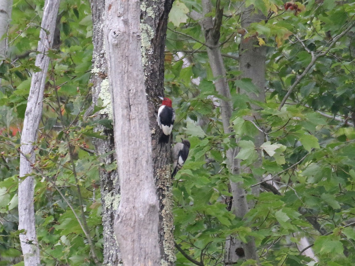Red-headed Woodpecker - ML364730281
