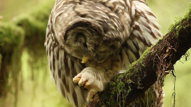 Barred Owl - ML364730501