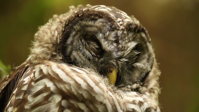 Barred Owl - ML364730601