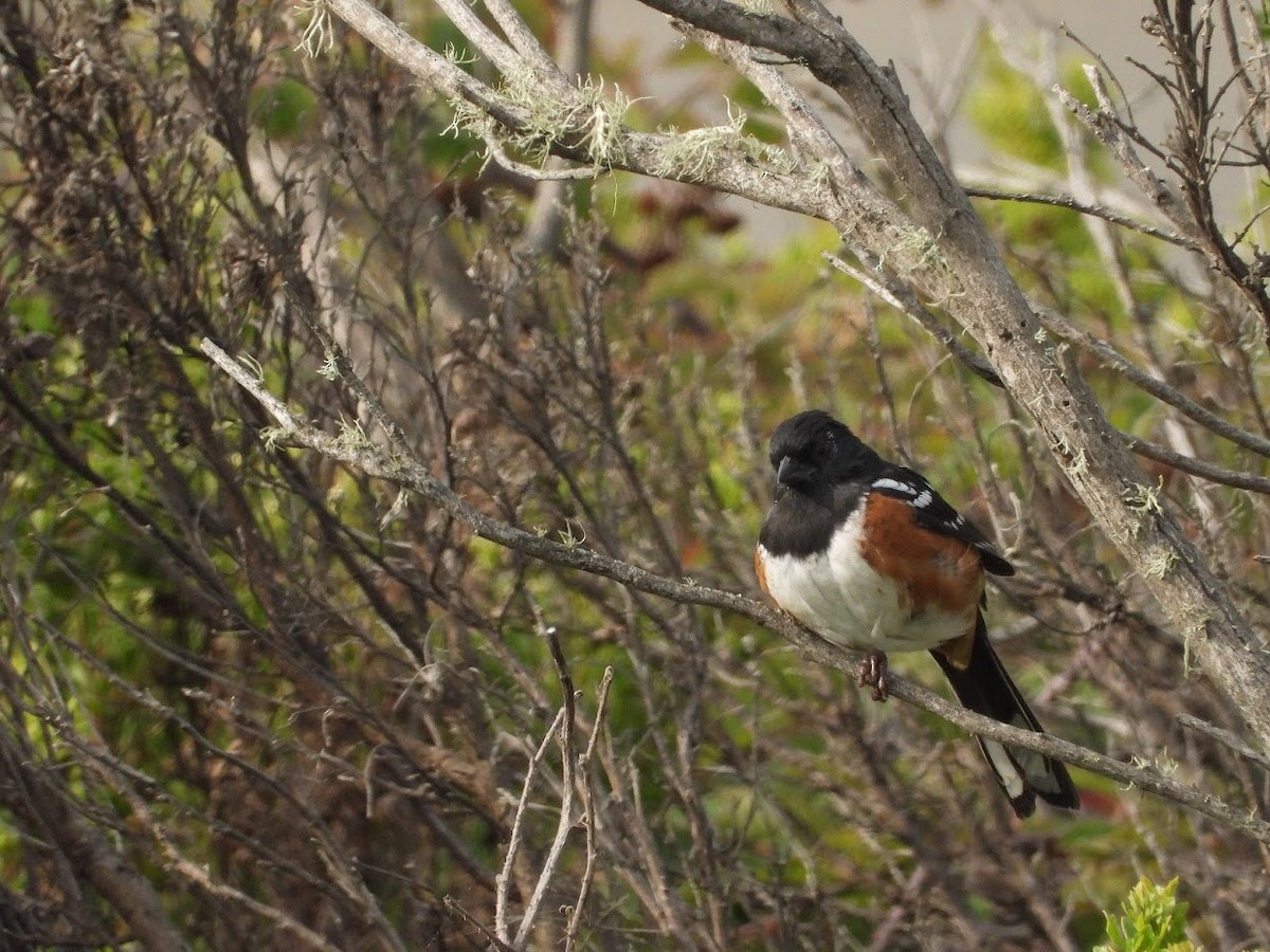 Spotted Towhee - ML364731031