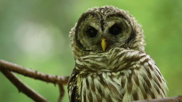 Barred Owl - ML364731151