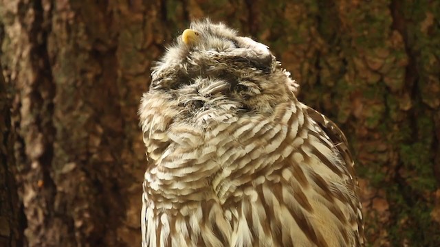 Barred Owl - ML364731231