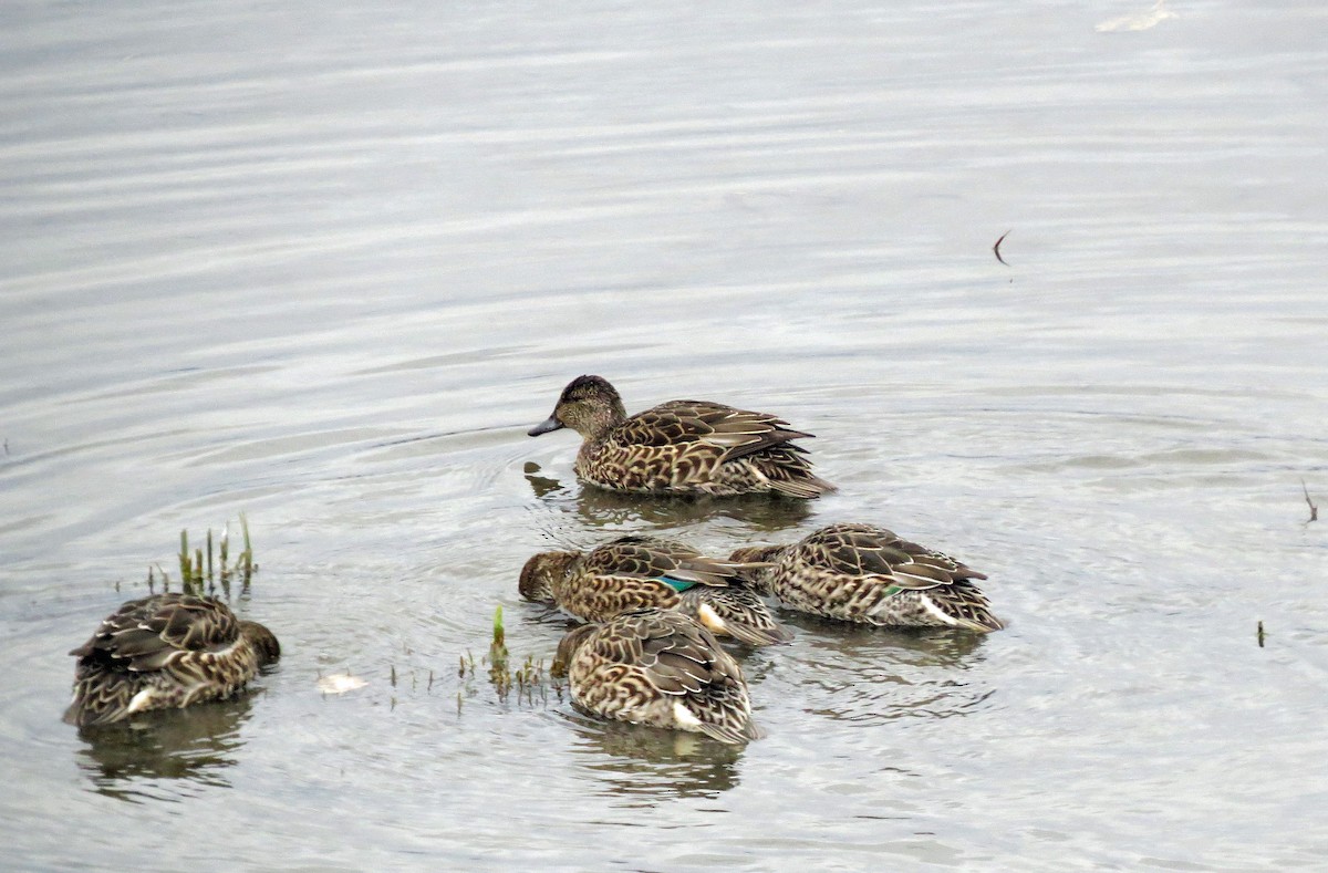 Green-winged Teal - ML36473361
