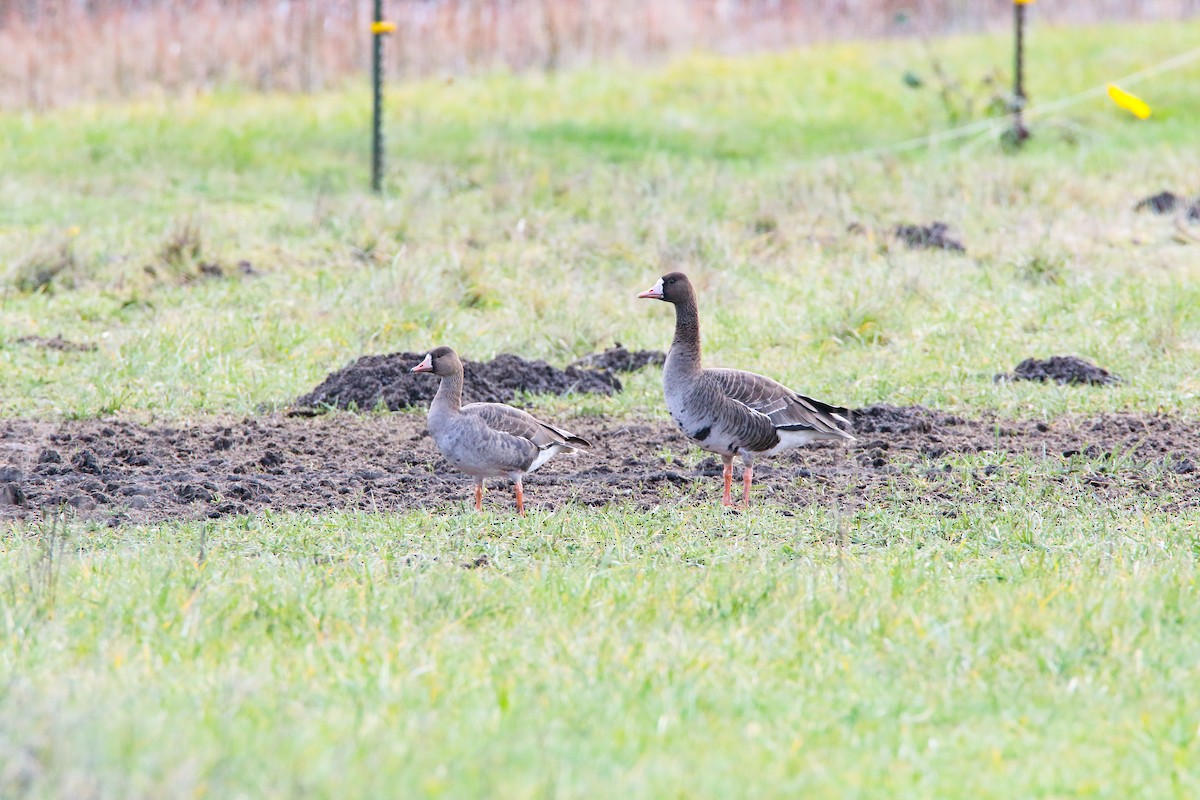 Greater White-fronted Goose (Tule) - ML364735231