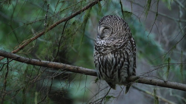 Barred Owl - ML364735571
