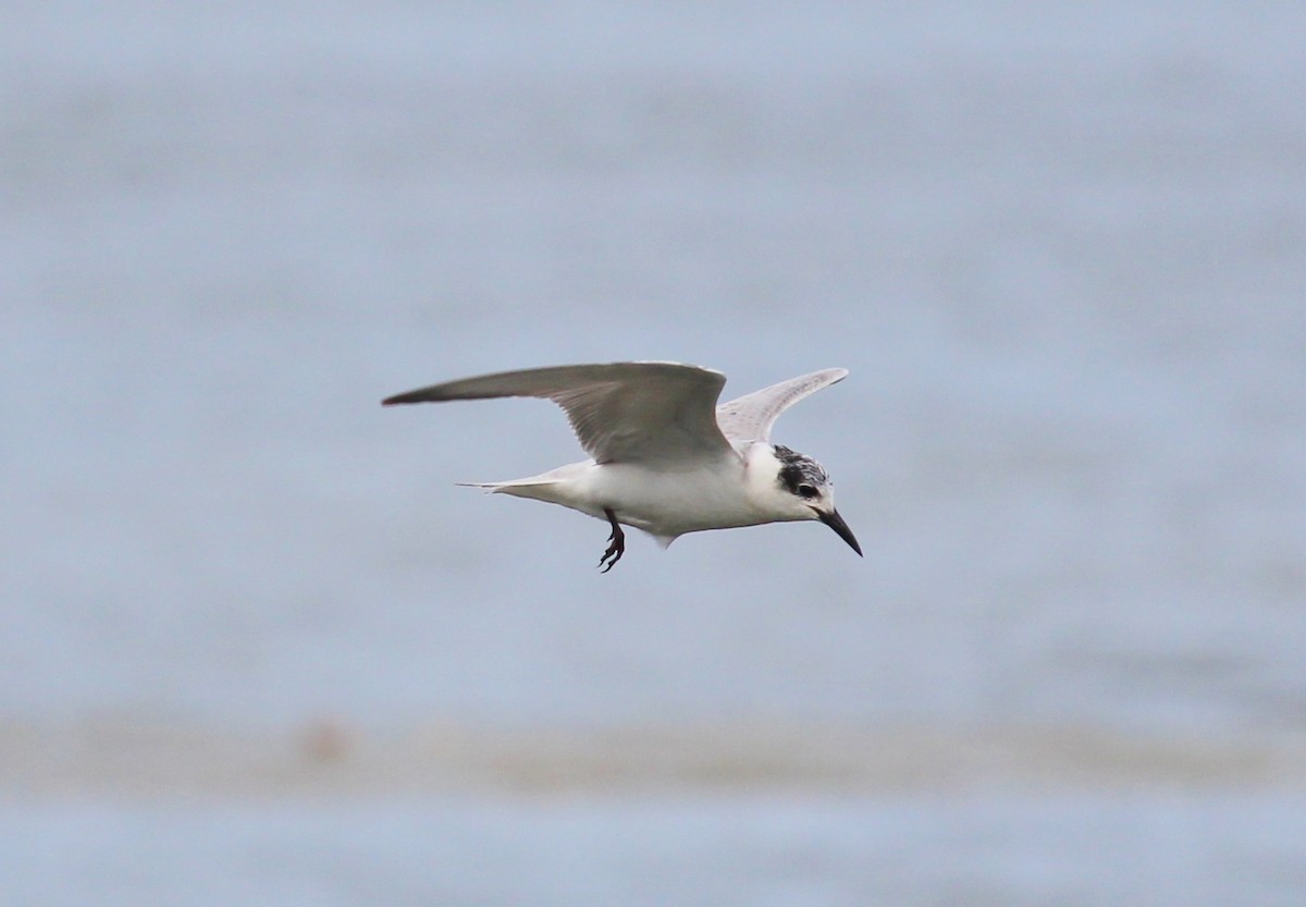White-winged Tern - Bruno Durand