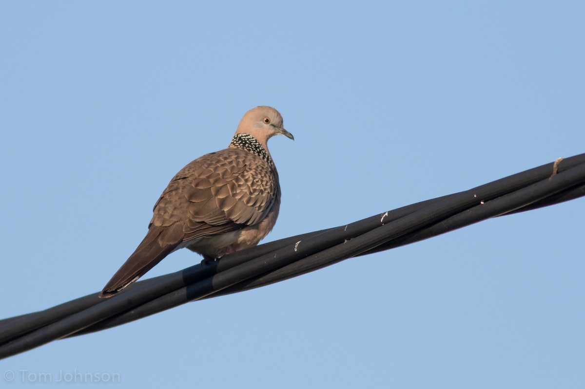 Spotted Dove - Tom Johnson