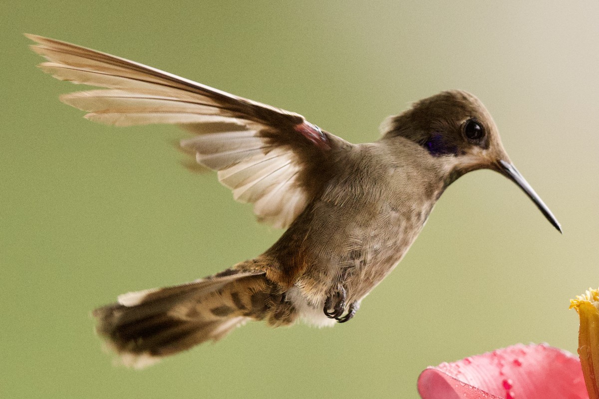 kolibřík fialovouchý - ML364743571
