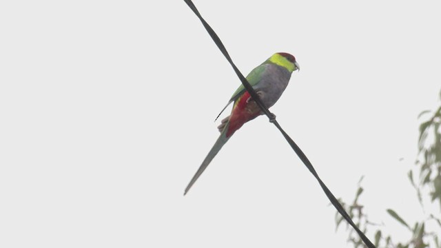 Red-capped Parrot - ML364743881
