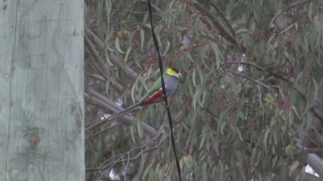 Red-capped Parrot - ML364743991
