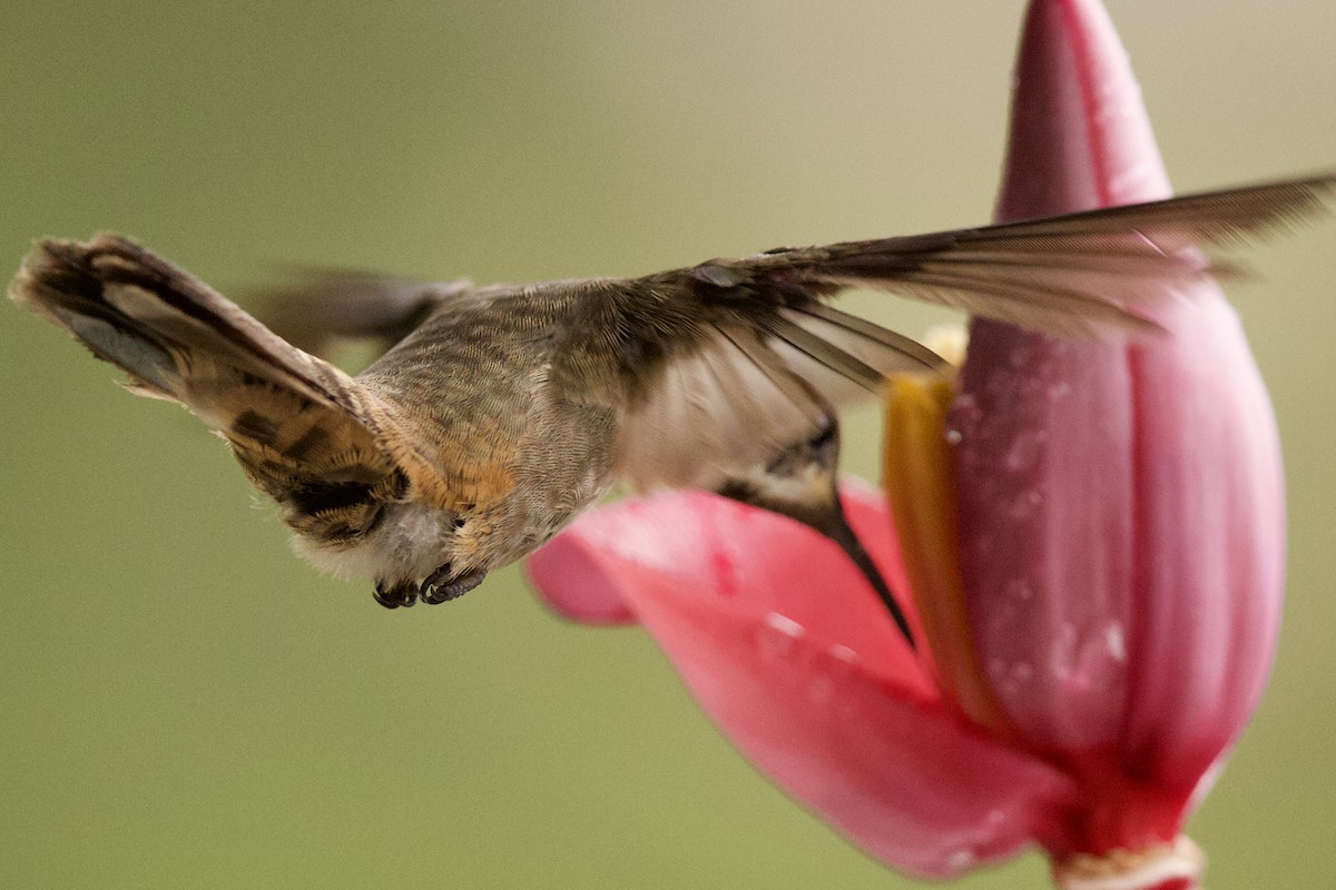 kolibřík fialovouchý - ML364744581