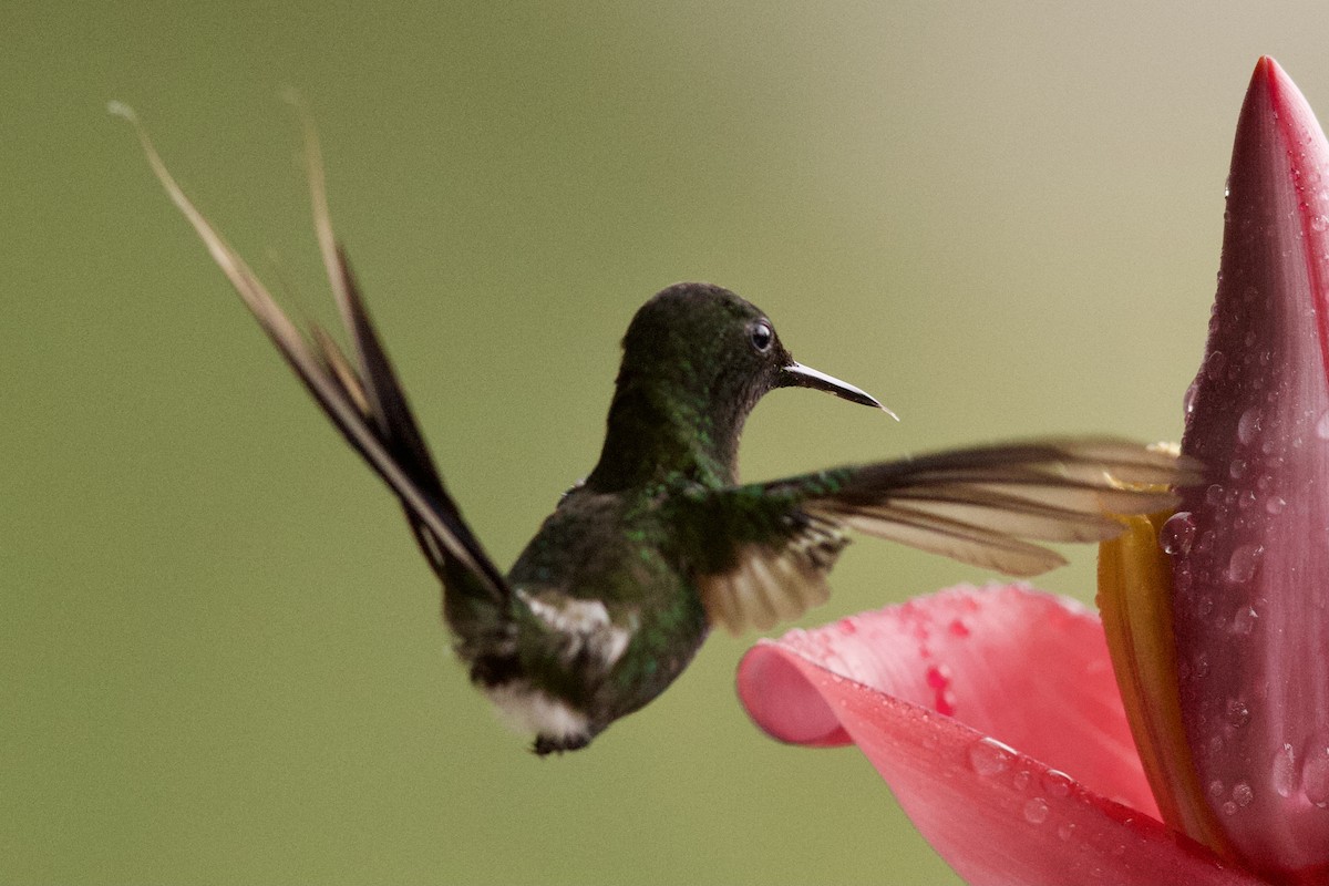kolibřík trnoocasý - ML364745371