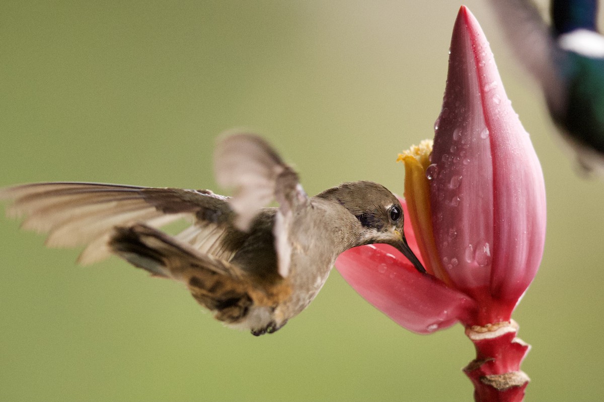 kolibřík fialovouchý - ML364745811
