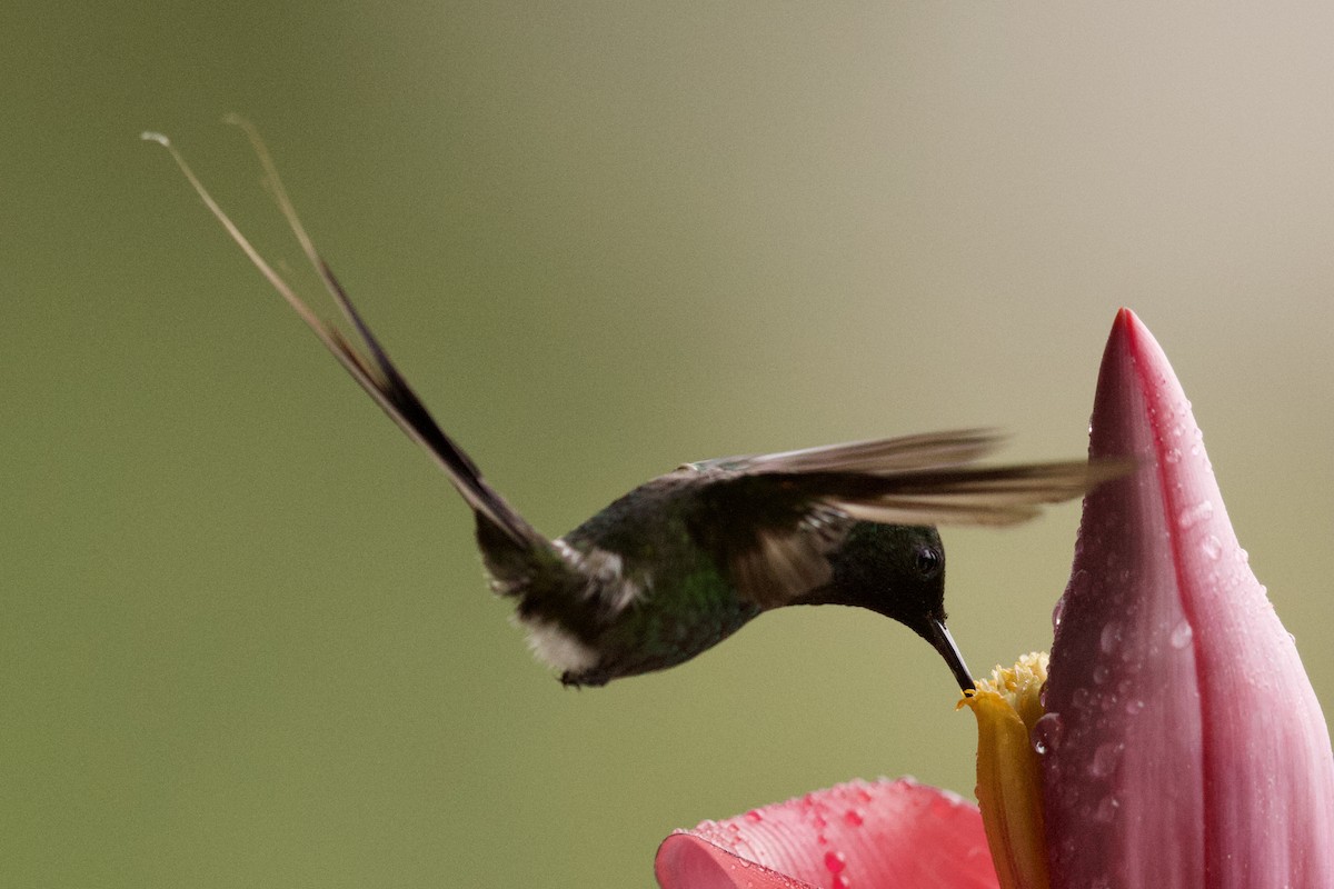 kolibřík trnoocasý - ML364746011