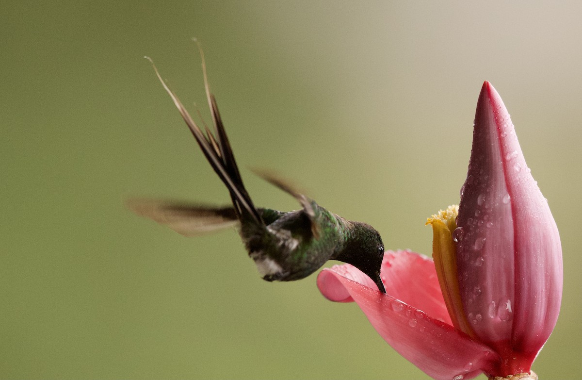 kolibřík trnoocasý - ML364746281