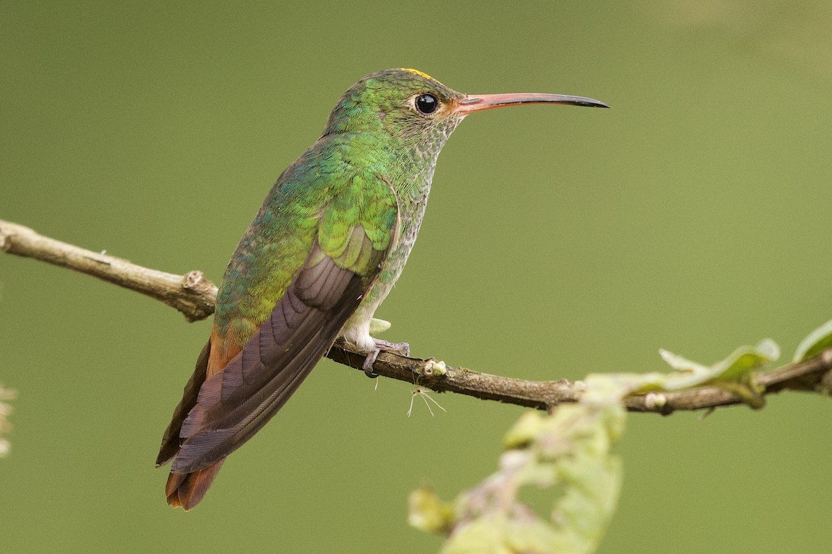 Rufous-tailed Hummingbird - ML364747241
