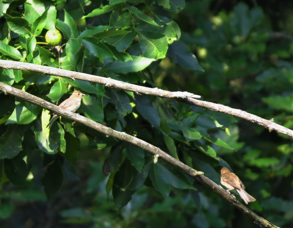 Field Sparrow - Mayumi Barrack