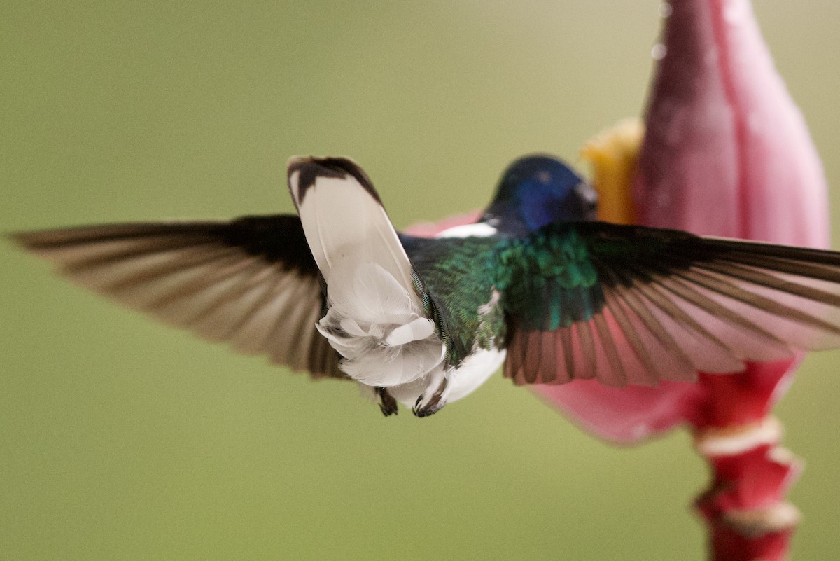 kolibřík bělokrký - ML364747401