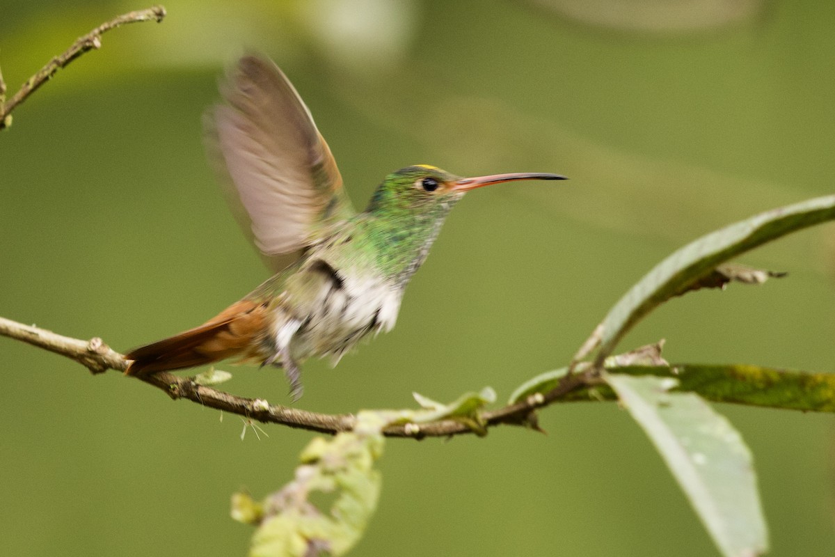 Rufous-tailed Hummingbird - ML364747941
