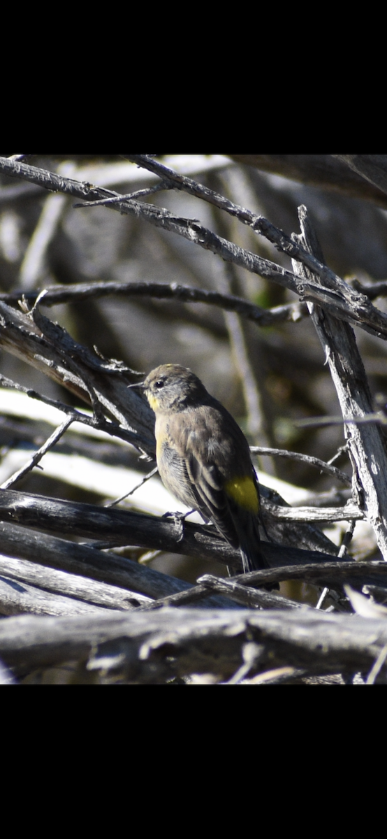 Yellow-rumped Warbler (Audubon's) - ML364750681