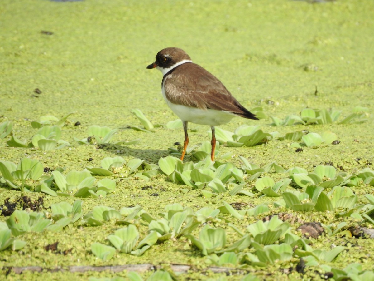 Semipalmated Plover - ML364750831