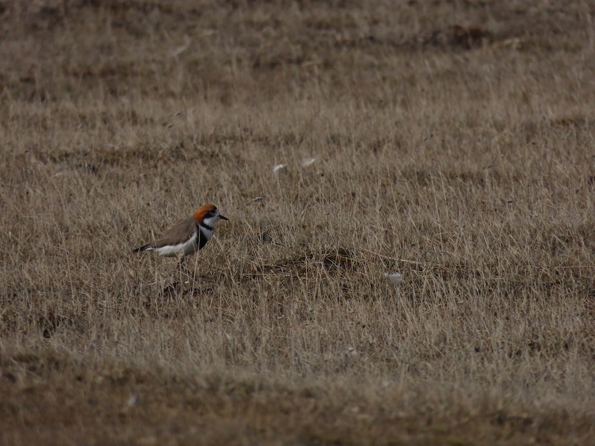 Two-banded Plover - ML364752681