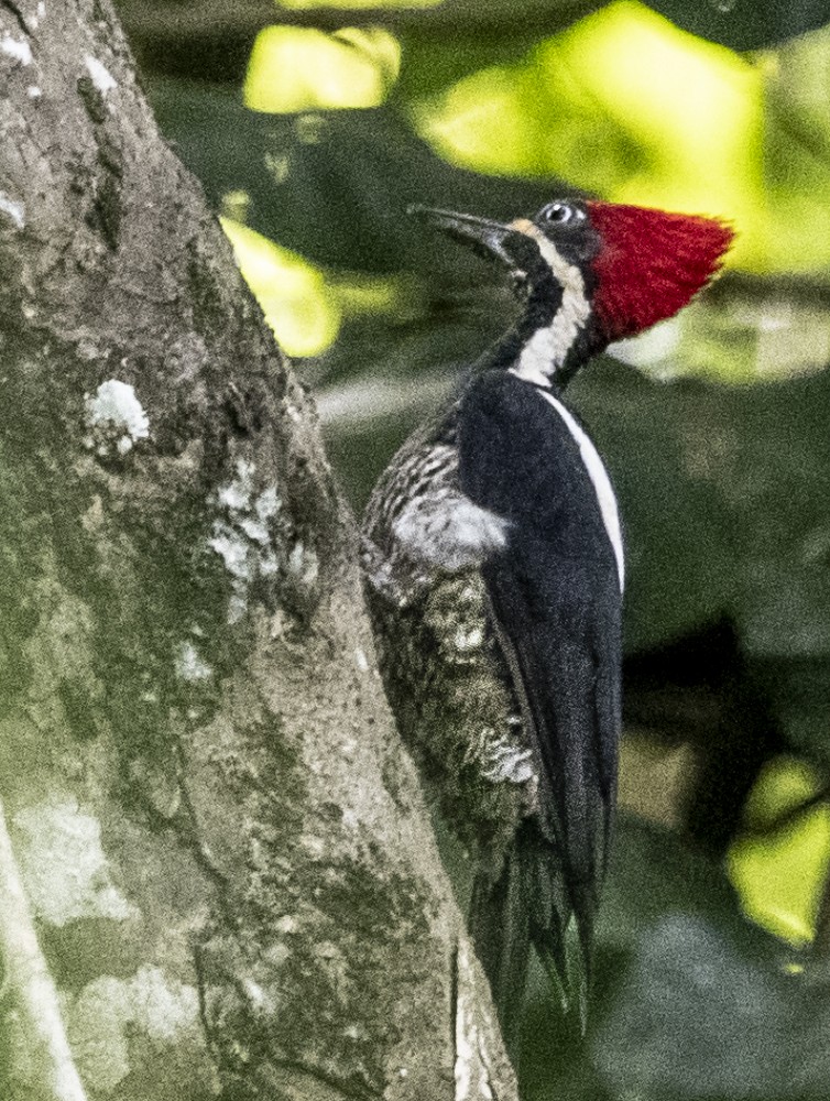 Lineated Woodpecker - ML364755061