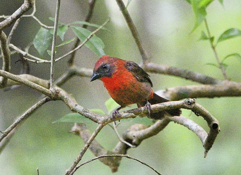Red-throated Ant-Tanager - ML364756101
