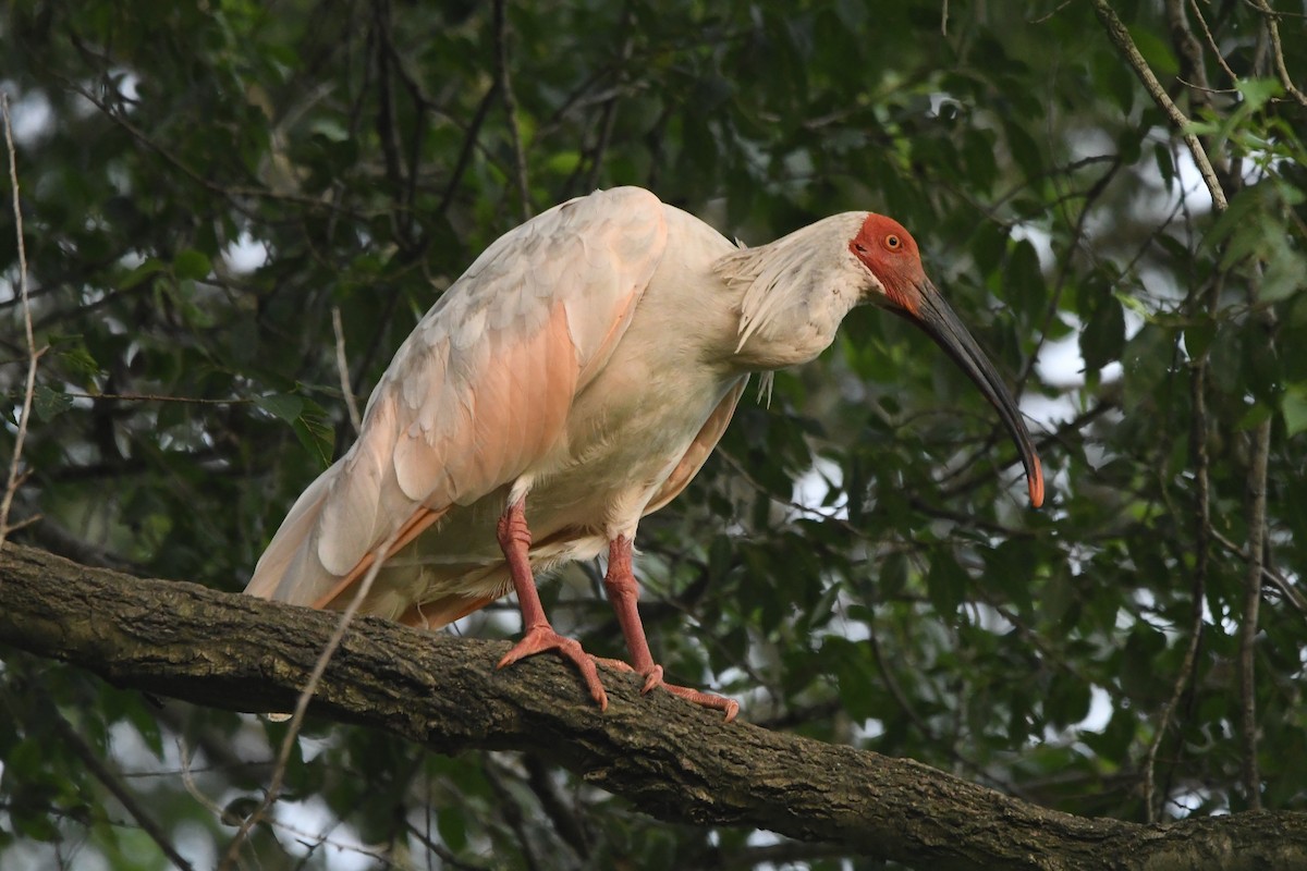 Crested Ibis - ML364761761