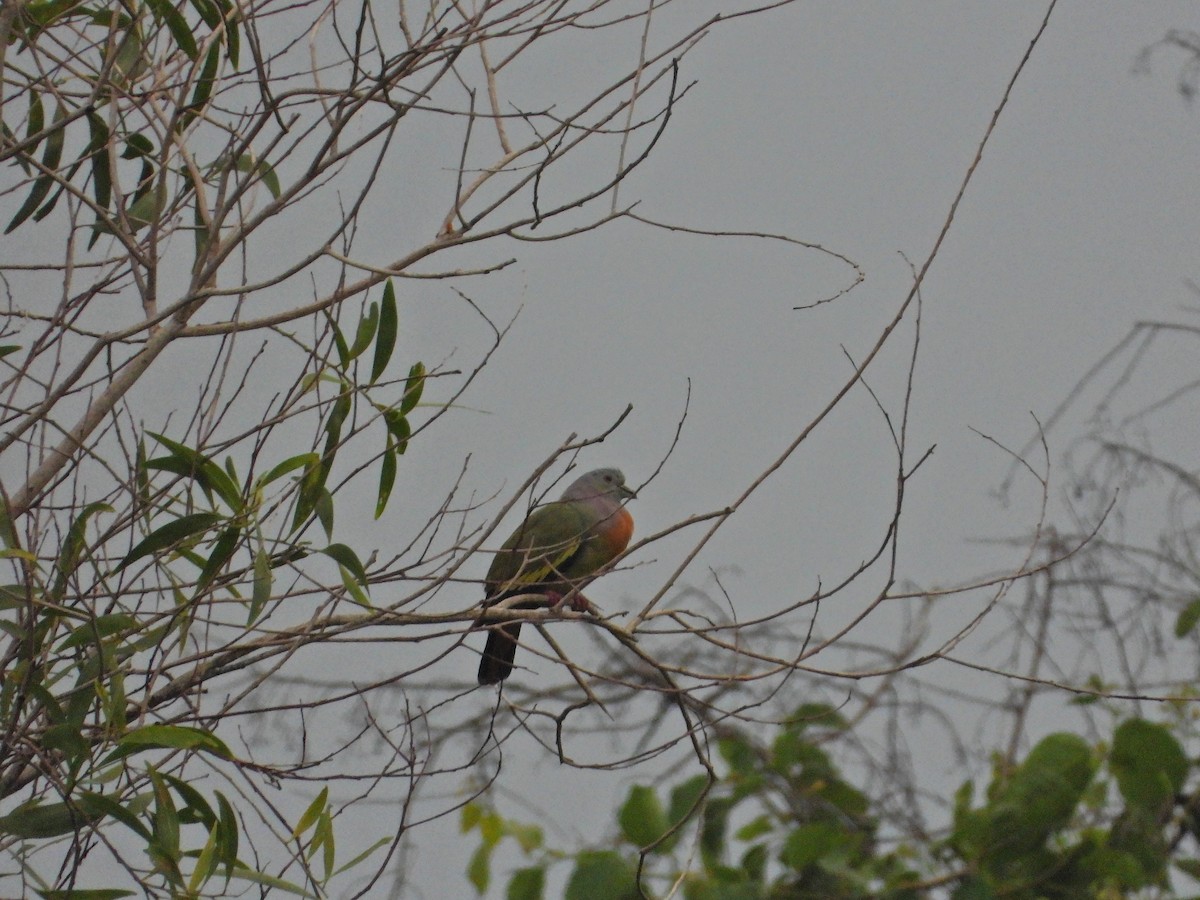Pink-necked Green-Pigeon - Ronet Santos