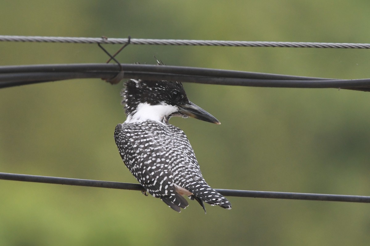 Crested Kingfisher - ML364768611