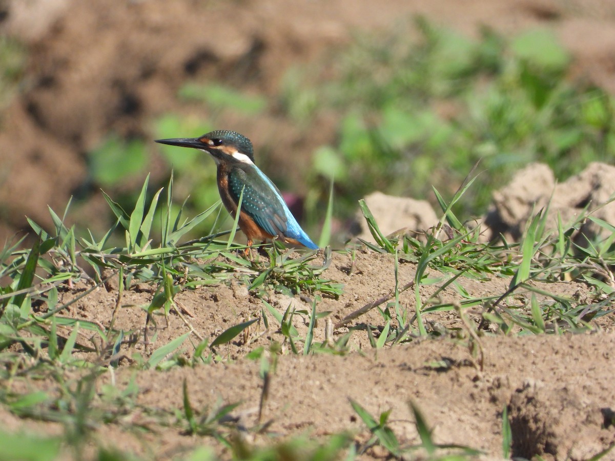 Common Kingfisher - Zhuofei Lu