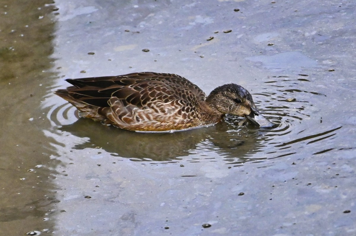 Blue-winged Teal - ML364774831