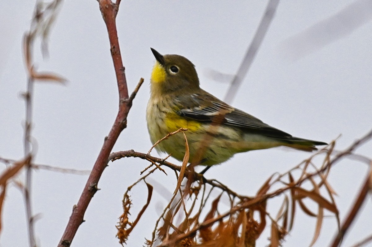 Yellow-rumped Warbler - Roger Beardmore