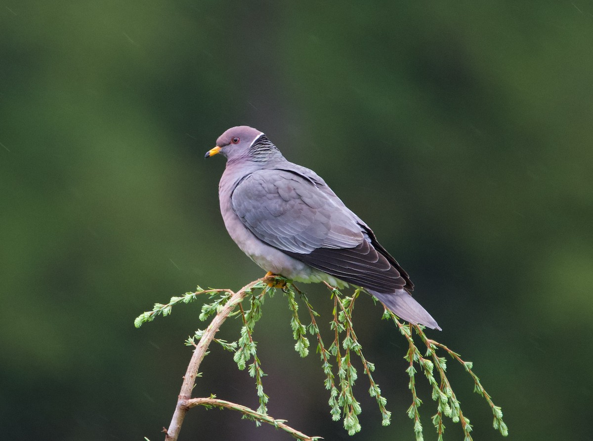 Band-tailed Pigeon - ML364782191