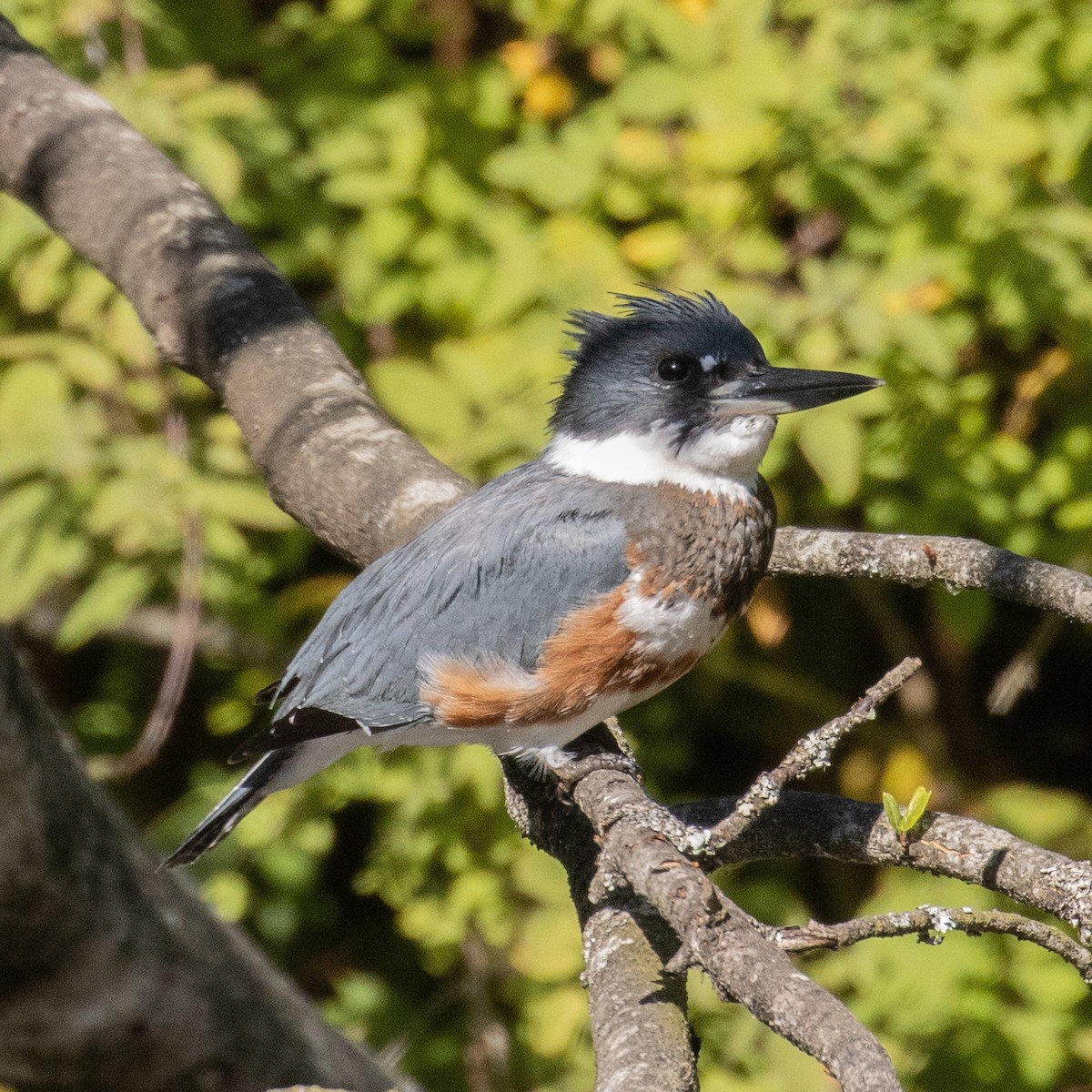 Belted Kingfisher - ML364782461