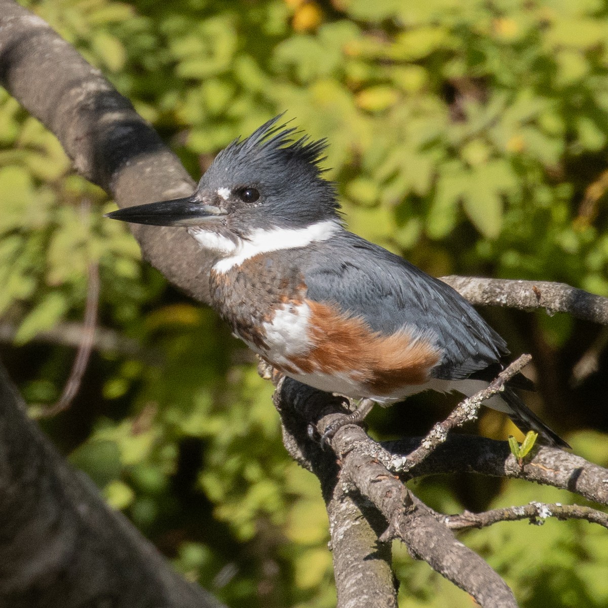 Belted Kingfisher - ML364782481