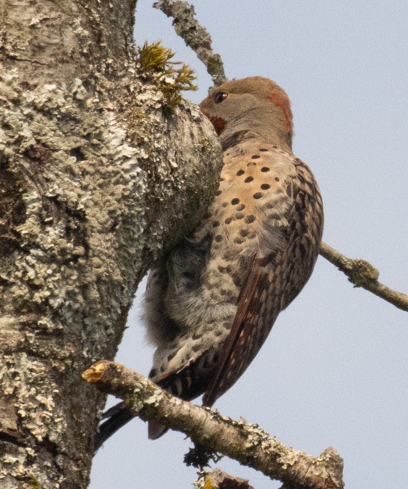 Northern Flicker (Yellow-shafted x Red-shafted) - ML364782521