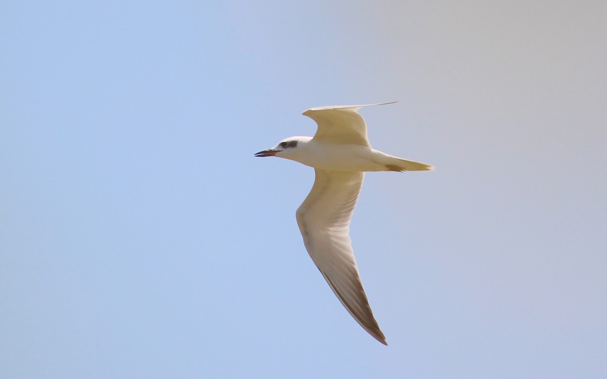 Gull-billed Tern - Bruno Durand