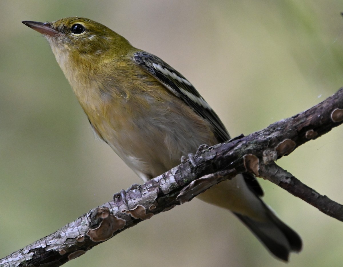 Bay-breasted Warbler - ML364787991