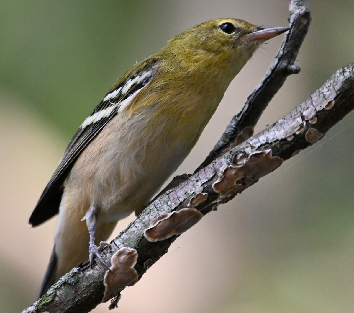 Bay-breasted Warbler - ML364788001